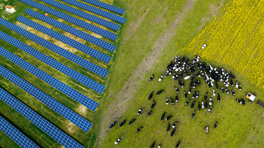 Solar on Dairy Farm